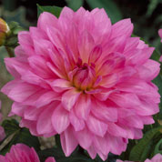 Dahlia Decorative 'Christine'